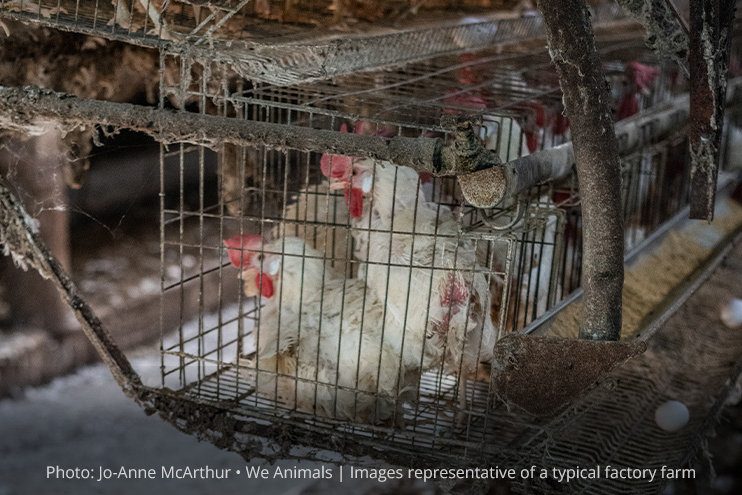Animal welfare